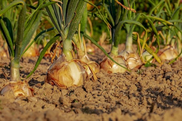 Comment choisir sa bâche tunnel agricole ?